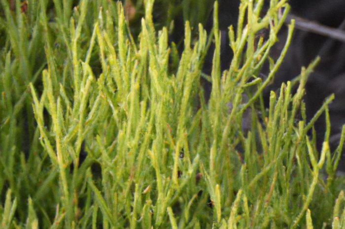 Soliród zielny (Salicornia europaea) – jakie ma właściwości?