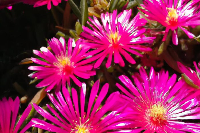 Słonecznica, czyli delosperma – jak wygląda uprawa tej rośliny? Poznaj jej odmiany i wymagania!