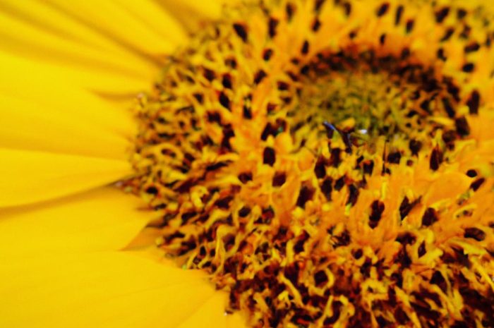 Słonecznica – zimowanie. Delosperma i jej pielęgnacja