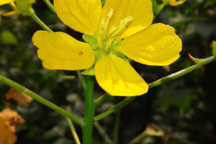 Słoneczniczek szorstki (Heliopsis helianthoides) – najważniejsze informacje
