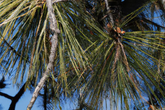 Sosna czarna – czy nada się do twojego ogrodu?