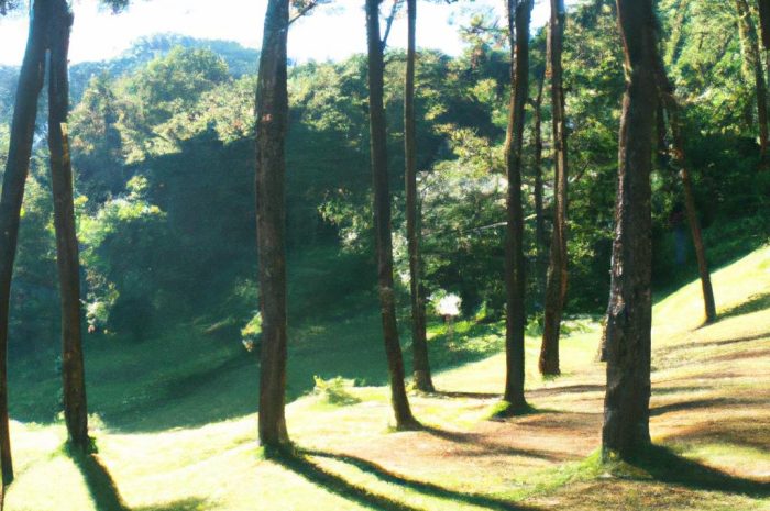 Sosna górska – uprawa. Zobacz, czy warto zasadzić kosodrzewinę w swoim ogrodzie!