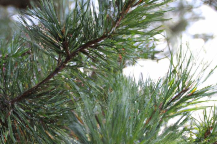 Sosna – jakie gatunki są popularne i co koniecznie musisz wiedzieć?