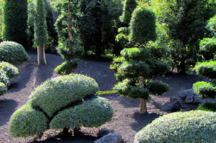 Sosna limba (Pinus cembra) – jak ją uprawiać w ogrodzie?