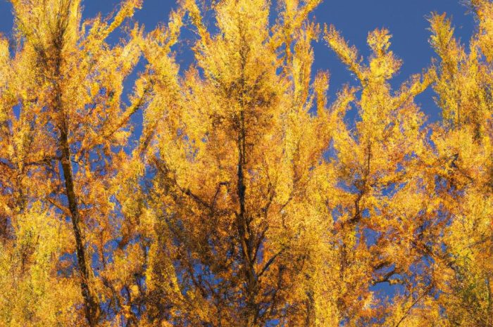 Sosna żółta – jak sadzić i uprawiać tę odmianę?