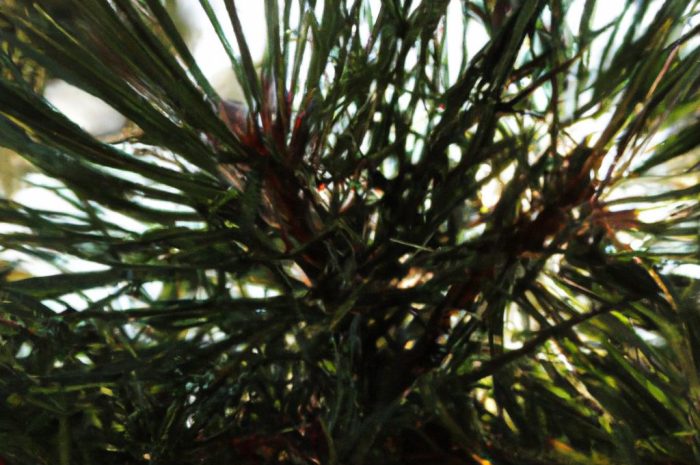 Sosna wejmutka – odmiana, uprawa, cięcie. Jak hodować Pinus strobus?