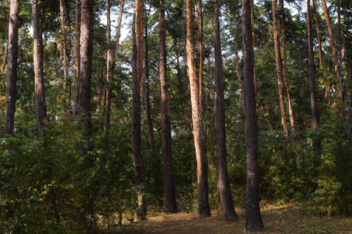 Sosna zwyczajna – niedoceniony polski skarb!