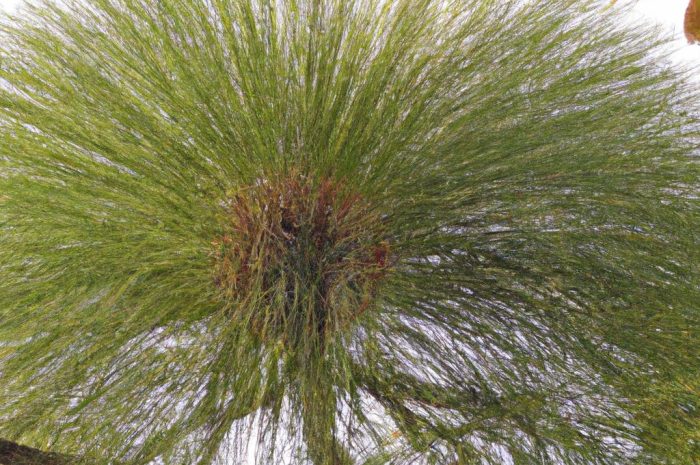 Sośnica japońska Sciadopitys verticillata – sadzenie i uprawa drzewa iglastego