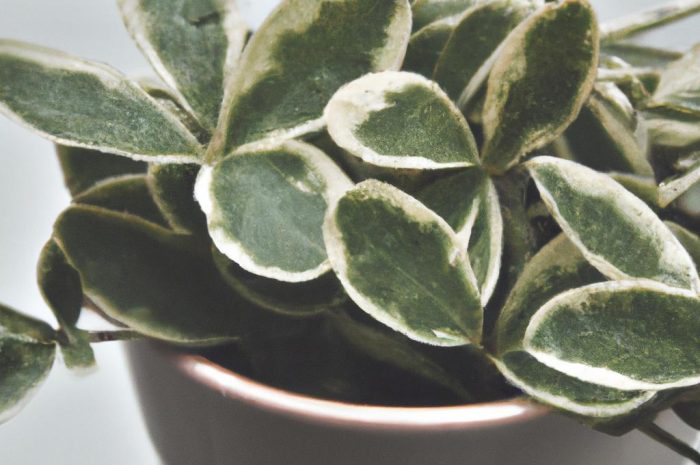 Sępolia – dlaczego koniecznie musisz mieć tę roślinę w swojej kuchni?