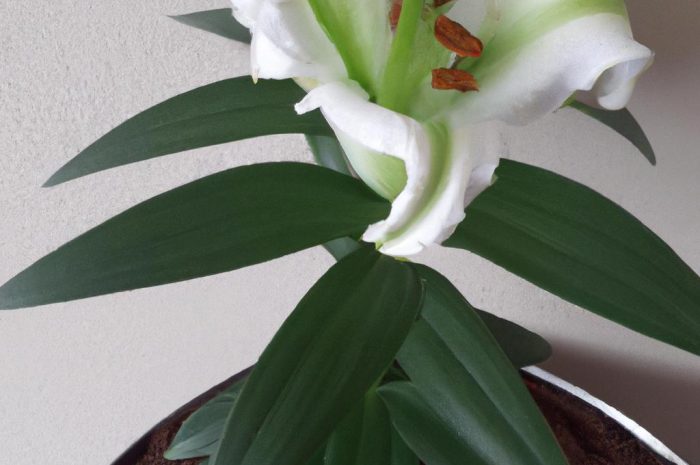 Sprawdź, jaki nawóz do lilii i kiedy można zastosować, by pomóc im we wzroście