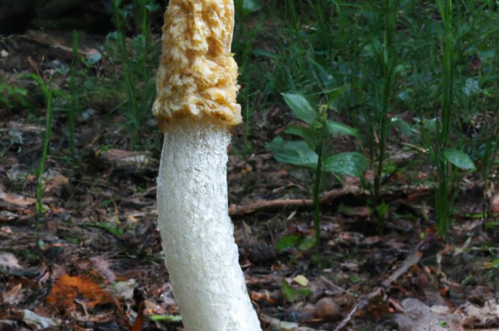 Sromotnik smrodliwy – charakterystyka gatunku grzyba z rodziny sromotnikowatych