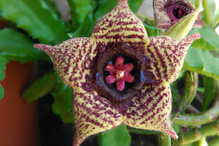 Stapelia – nietypowy kwiat doniczkowy
