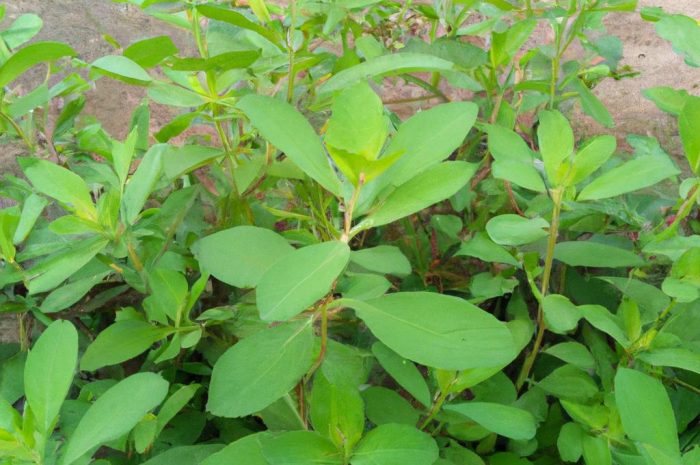 Stewia – uprawa idealnego zamiennika cukru. Sprawdź, jakie są wymagania uprawowe i pielęgnacyjne tej rośliny!