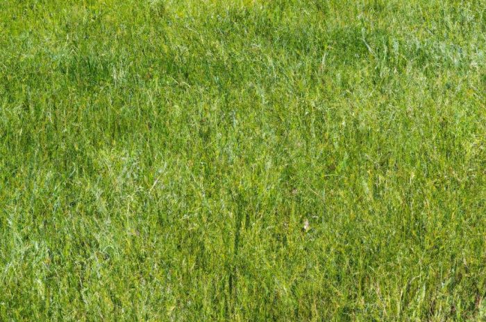 Stokłosa bezostna – uprawa i wymagane warunki trawy pastewnej