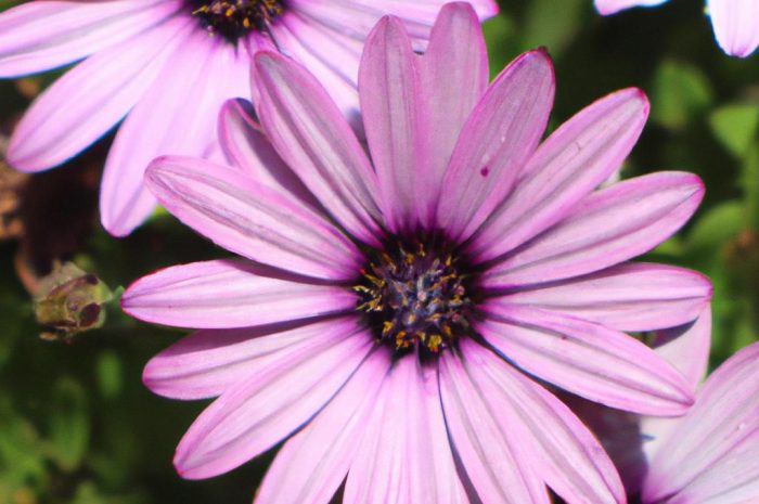 Stokrotka afrykańska – jak dbać o tę długo kwitnącą roślinę ozdobną?