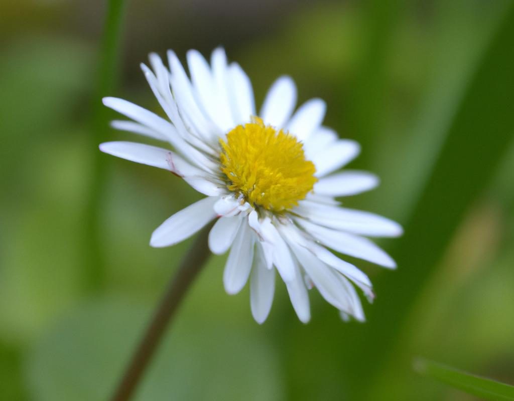 Bazylia – uprawa popularnego zioła doniczkowego. Sprawdź, jakie wymagania ma bazylia!