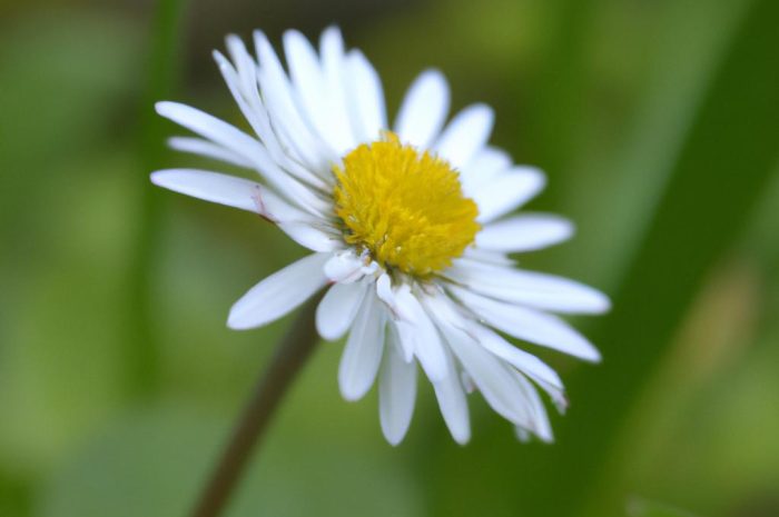 Stokrotka pospolita i jej uprawa – dlaczego warto mieć ja w ogrodzie?