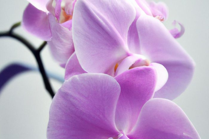 Storczyk – poradnik pielęgnacji. Stań się ekspertem w zakresie uprawy storczyków!