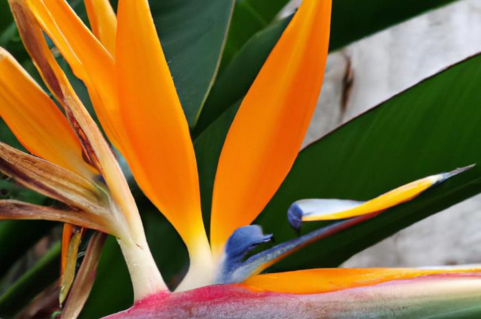 Strelicja królewska – kwiat jak ptak