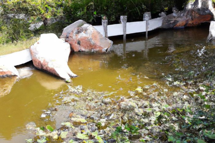 Strzałka wodna – jak uprawiać Sagittaria sagittifolia?