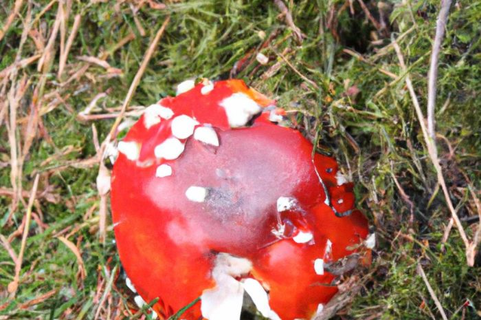 Strzępiak ceglasty – charakterystyka popularnego grzyba z rodziny strzępiakowatych