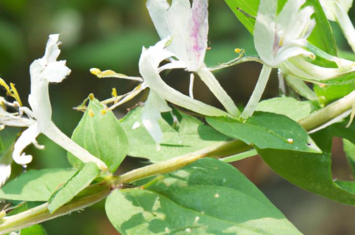 Suchodrzew chiński – uprawa i pielęgnacja Lonicera pileata