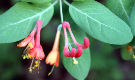 Begonia bulwiasta – rozmnażanie, zimowanie, uprawa i pielęgnacja