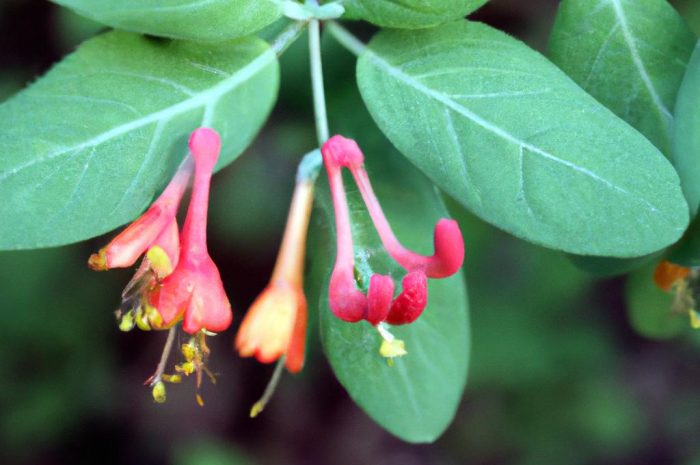 Suchodrzew mirtolistny (Lonicera nitida) – krzew zimozielony do ogrodu. Jak o niego dbać? Sprawdź!