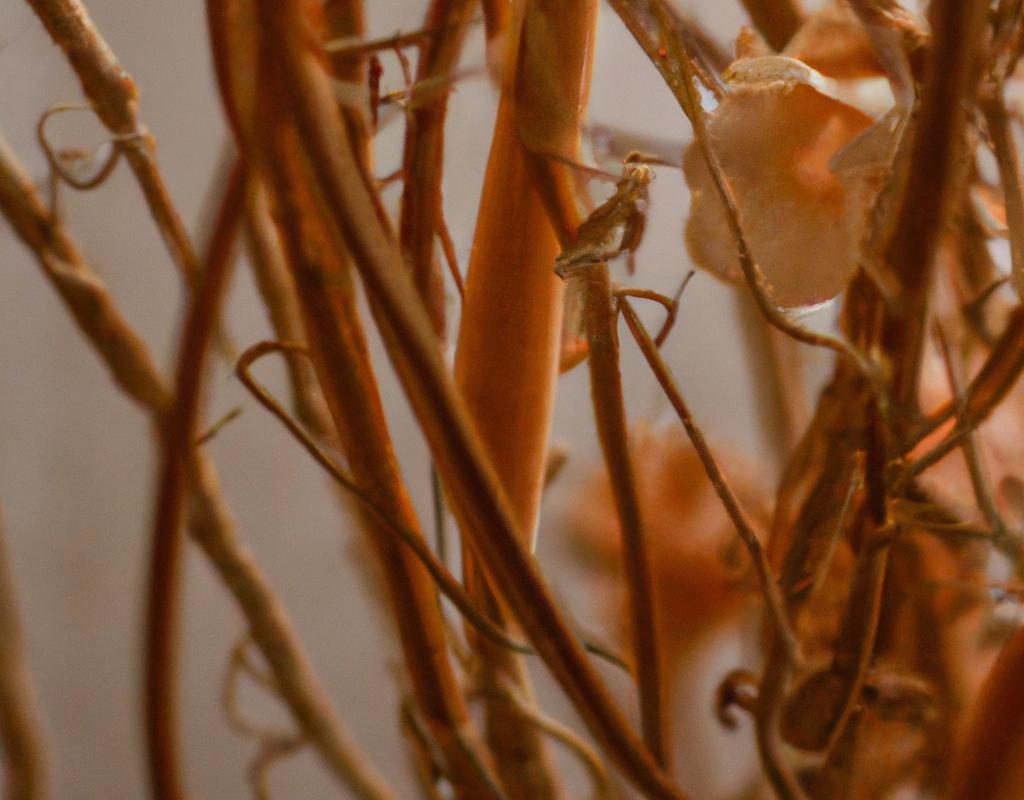 Begonia bulwiasta – zimowanie