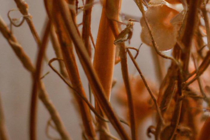 Suchy oleander po zimie – jak skutecznie pomóc tej roślinie?