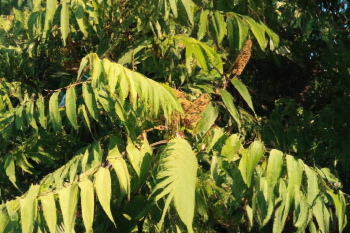 Sumak octowiec – ekspansywne drzewo o atrakcyjnym wyglądzie