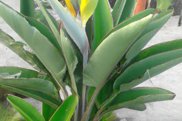 Sundaville po zimie – jak zadbać o tę roślinę balkonową?