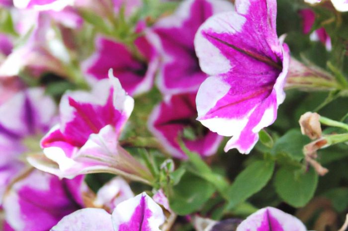 Supertunia vista, petunia kaskadowa, surfinia: podstawowe informacje