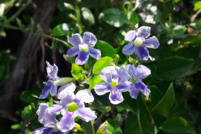 Surmia bignoniowa – drzewo do ogrodu, które zachwyca cały rok!