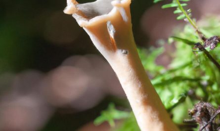 Berberys Thunberga – roślina ozdobna rodem z Japonii. Jak uprawiać?