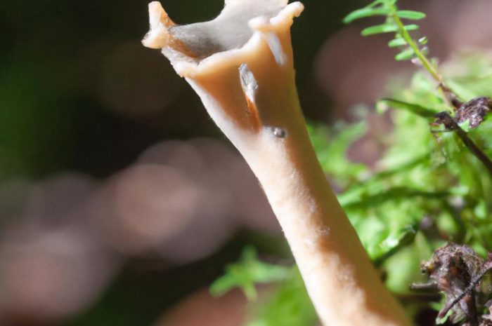 Świecznik rozgałęziony – unikatowy grzyb z rodziny szyszkogłówkowatych