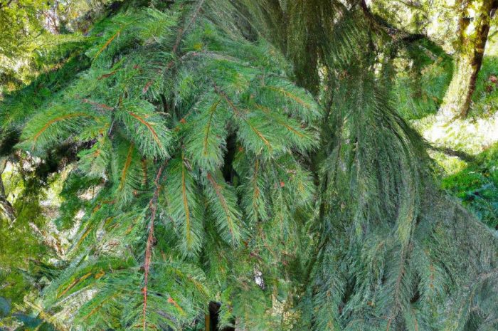 Świerk serbski (Picea omorika) – odmiany, charakterystyka, pielęgnacja