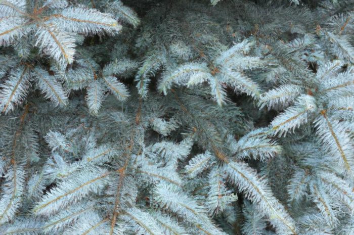 Świerk srebrny – eleganckie drzewo iglaste do twojego ogrodu