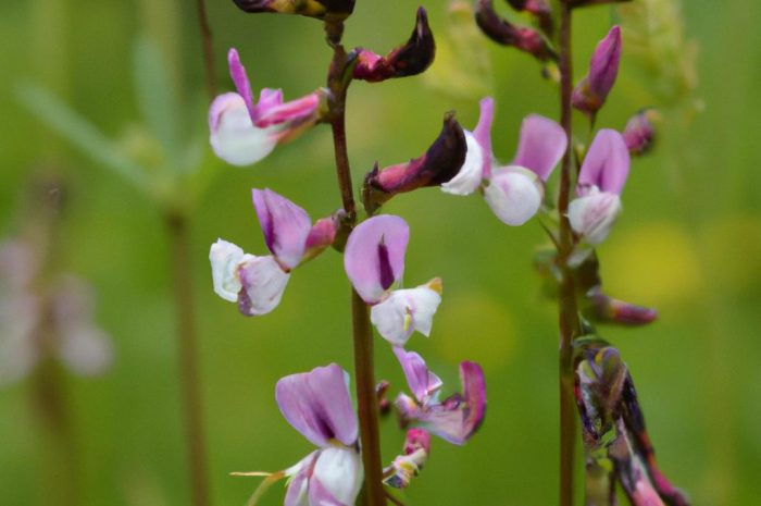Świetlik łąkowy – poznaj warunki uprawy, działanie i zastosowanie