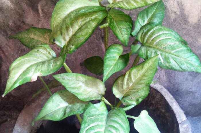 Syngonium: poznaj bliżej to piękne pnącze! Czym jest zroślicha?