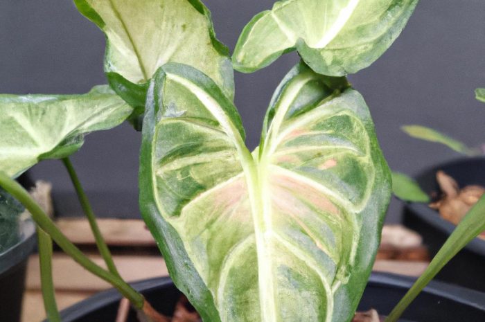 Syningia – jak prawidłowo dbać o tę roślinę? Sprawdź podstawowe zasady jej uprawy!