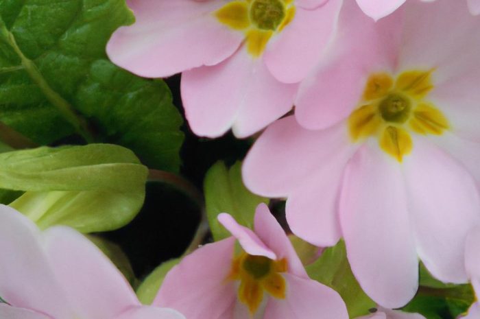 Szachownica cesarska – uprawa i gatunki szachownic