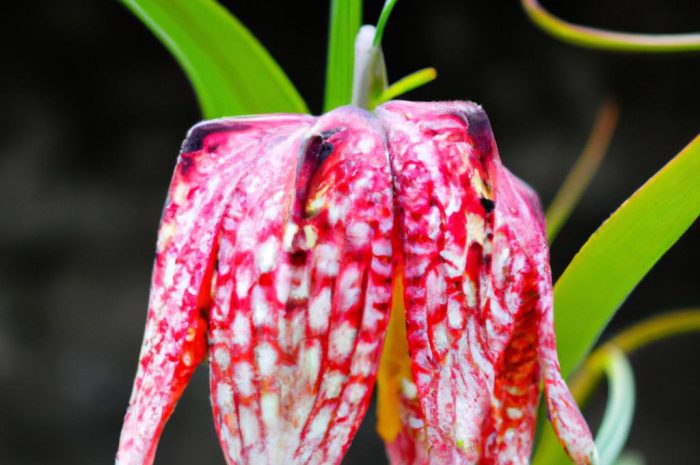 Szachownica kostkowata – rzadka roślina z rodziny liliowatych. Poznaj ją bliżej!