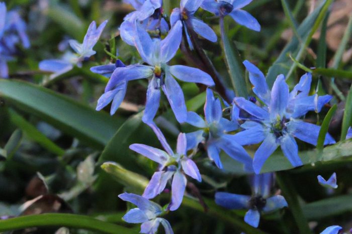 Szafirek armeński – urocza roślina ozdobna do przydomowego ogródka