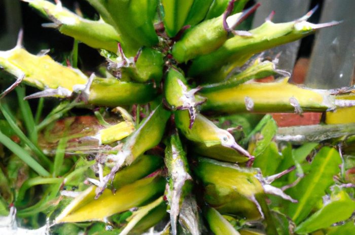 Szalej jadowity – cykuta. Czy da się uprawiać roślinę na własną rękę?