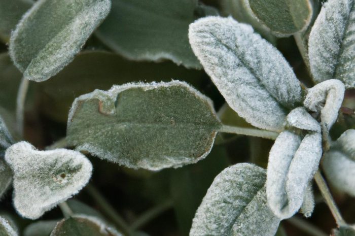 Szałwia omszona po zimie – jak postępować z tą byliną?