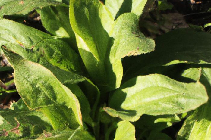 Szanta zwyczajna – uprawa, pielęgnacja i zastosowanie rośliny leczniczej