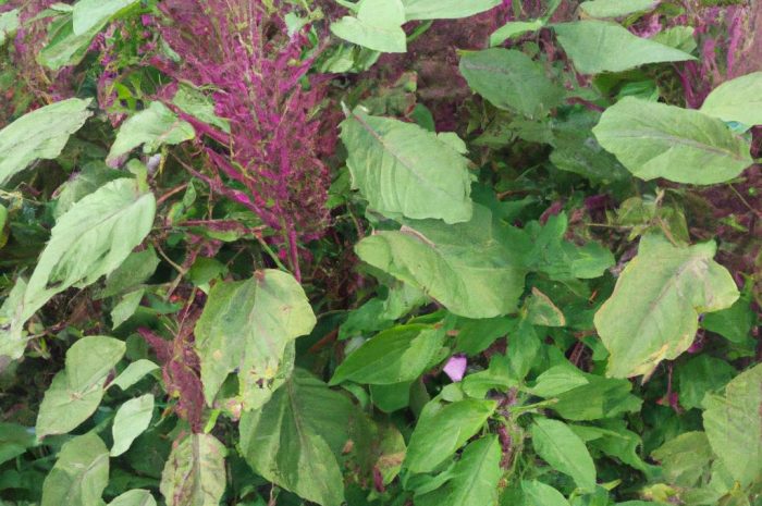 Szarłat zwisły, trójbarwny i wiechowaty – jak hodować amarantus? Rodzaje, uprawa w ogrodzie i wymagania