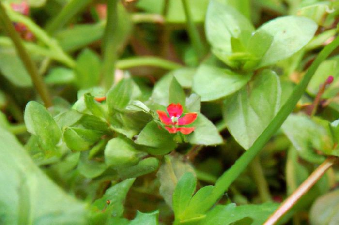 Szarłat szorstki – zjadliwy chwast, czy roślina lecznicza? Poznaj go bliżej!