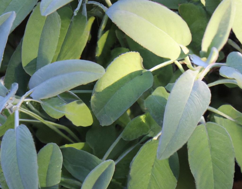 Begonia królewska – uprawa i pielęgnacja, rozmnażanie i podlewanie